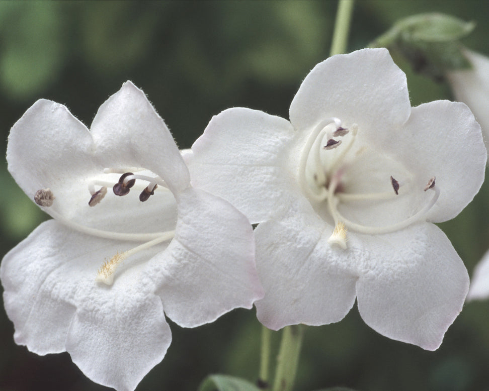 Penstemon 'White Bedder'