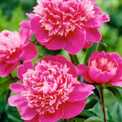 Peonies