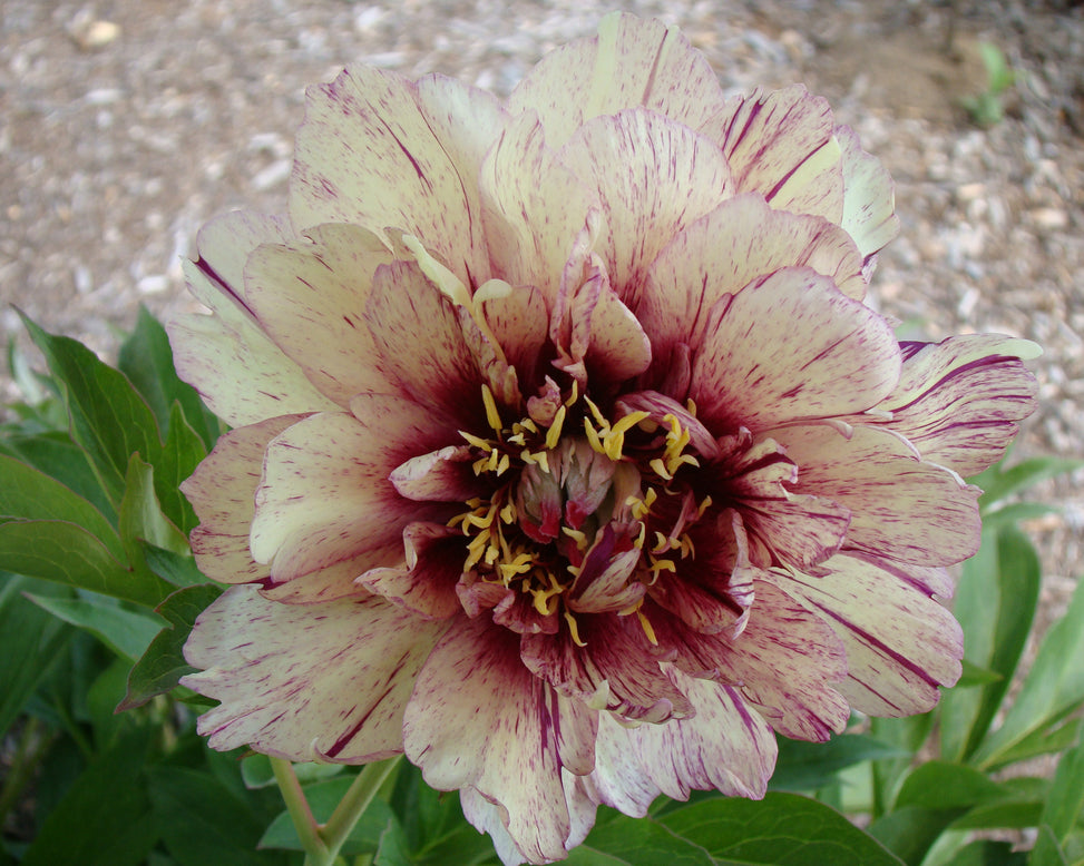 Paeonia 'All that Jazz'