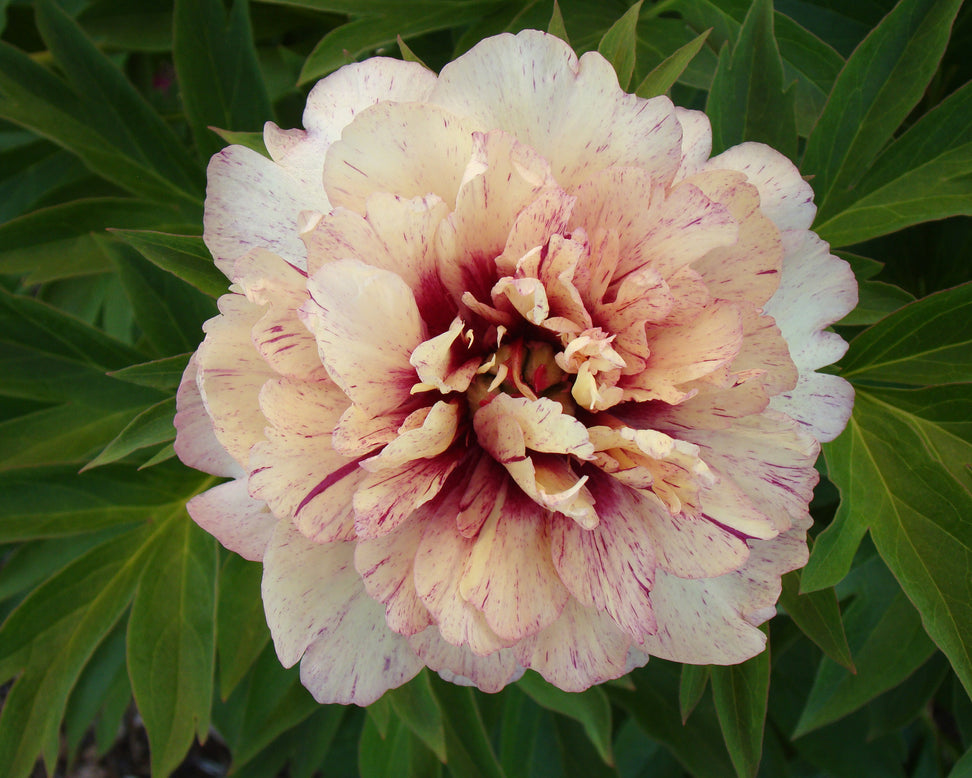 Paeonia 'All that Jazz'