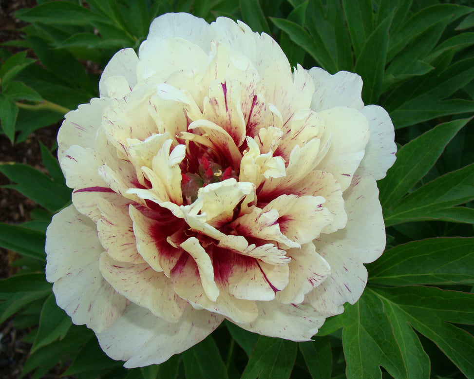 Paeonia 'All that Jazz'