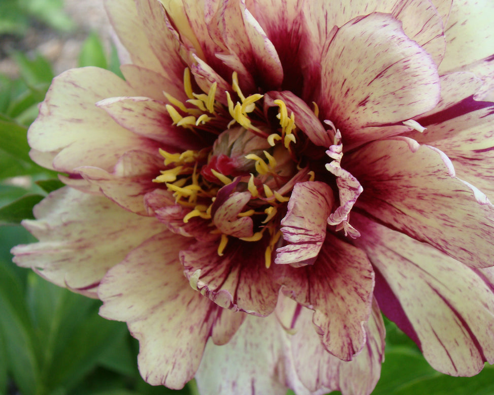 Paeonia 'All that Jazz'