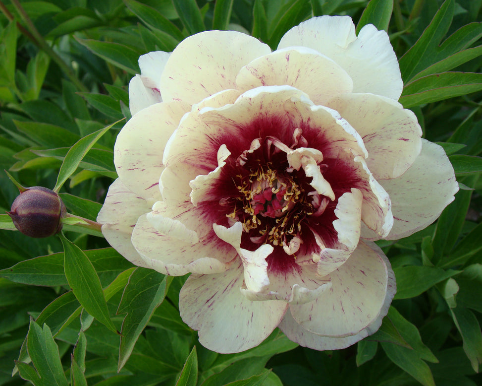 Paeonia 'All that Jazz'