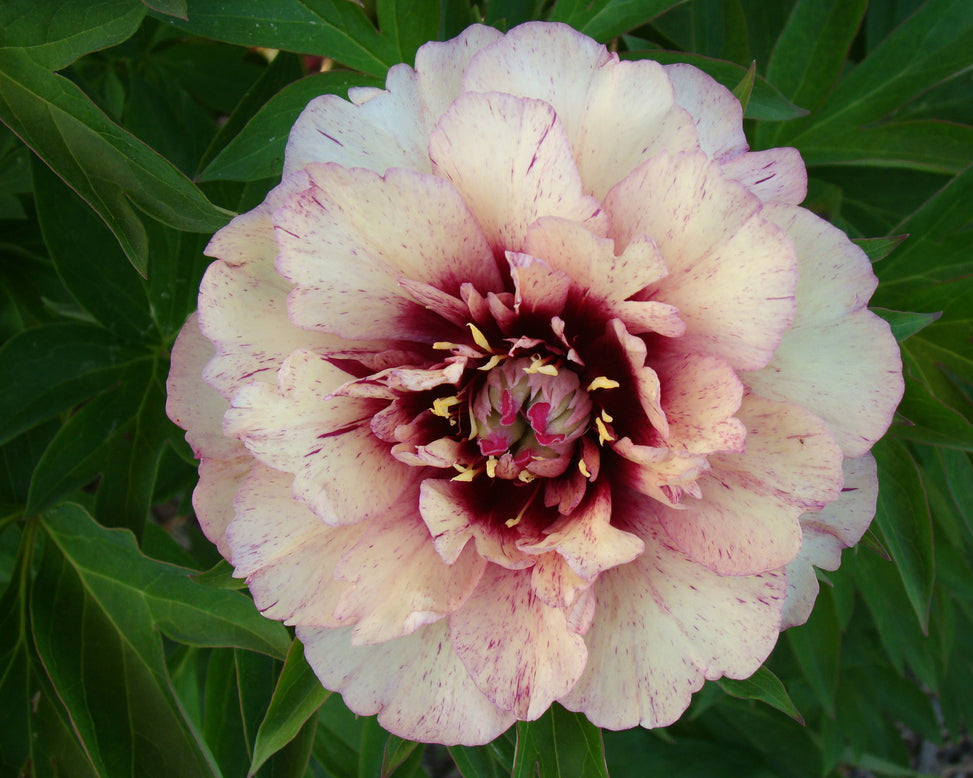 Paeonia 'All that Jazz'