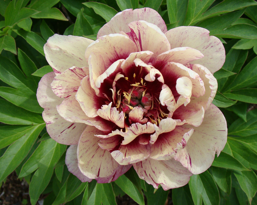 Paeonia 'All that Jazz'