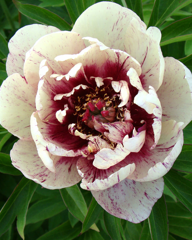 Paeonia 'All that Jazz'