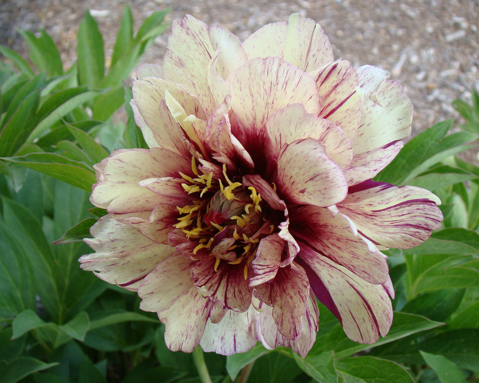 Paeonia 'All that Jazz'