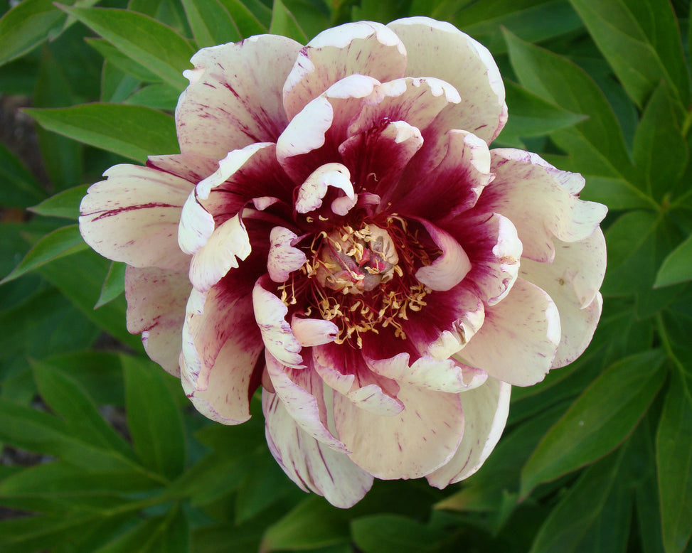 Paeonia 'All that Jazz'