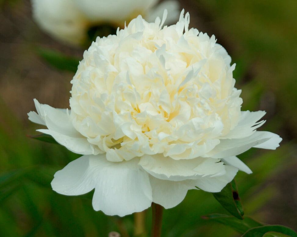 Paeonia 'Bridal Shower'