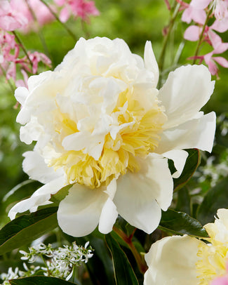 Paeonia 'Bridal Shower'