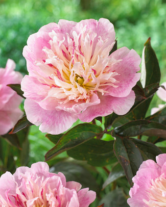 Paeonia 'Do Tell'