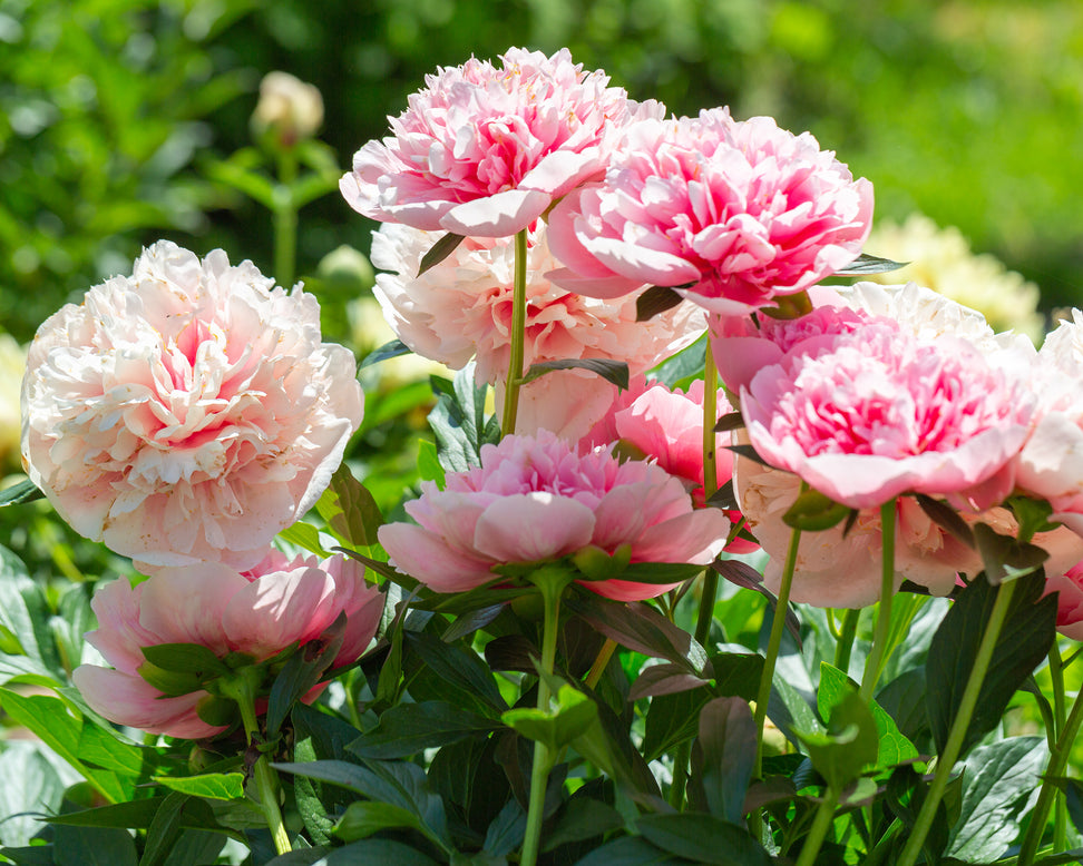 Paeonia 'Etched Salmon'