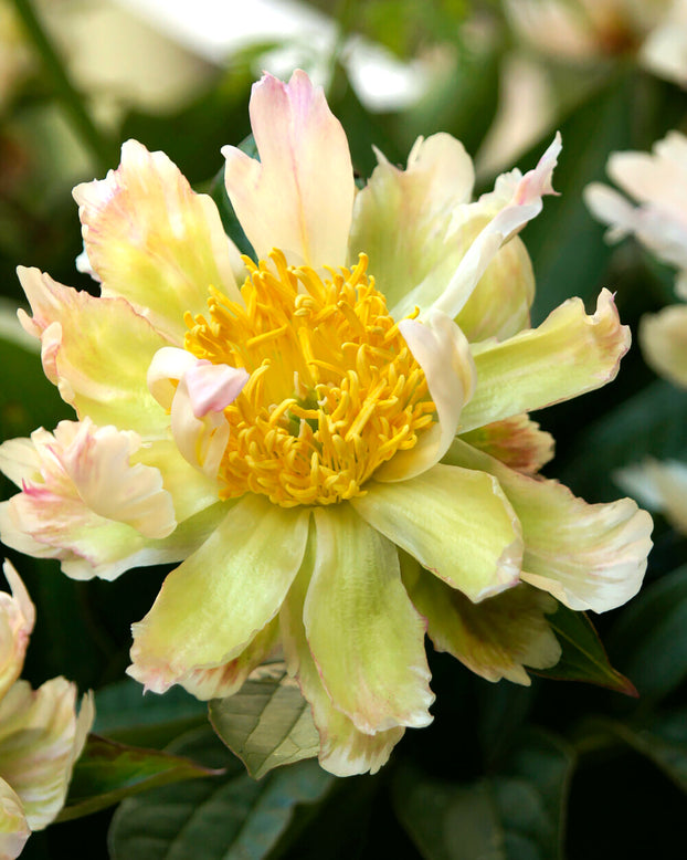Paeonia 'Green Lotus'