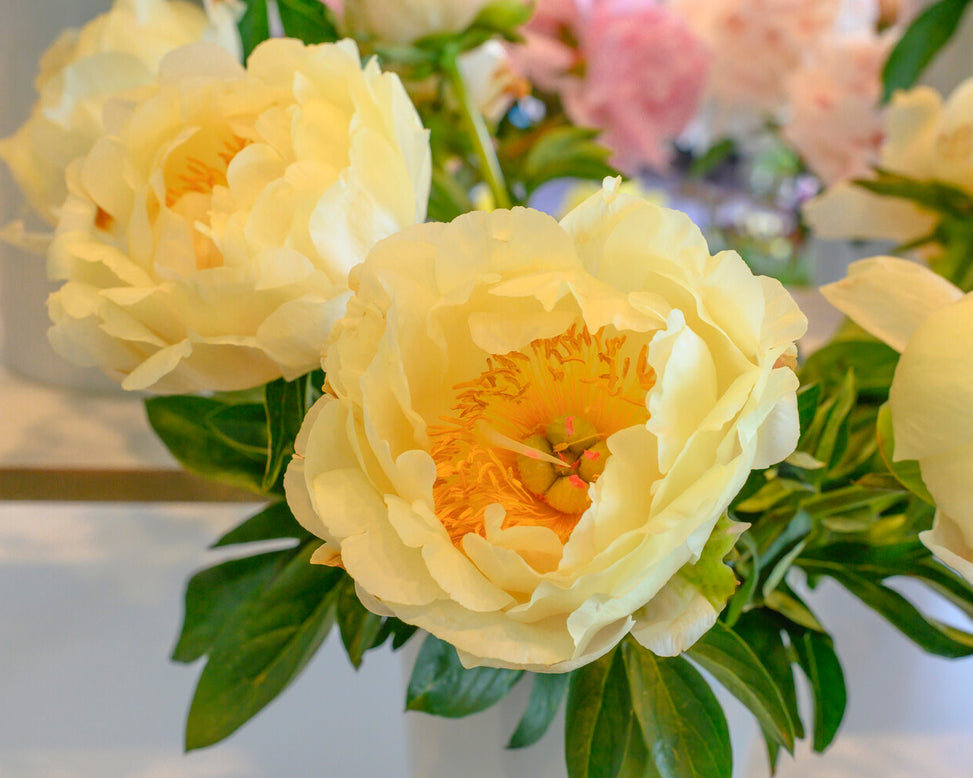 Paeonia 'King's Day'