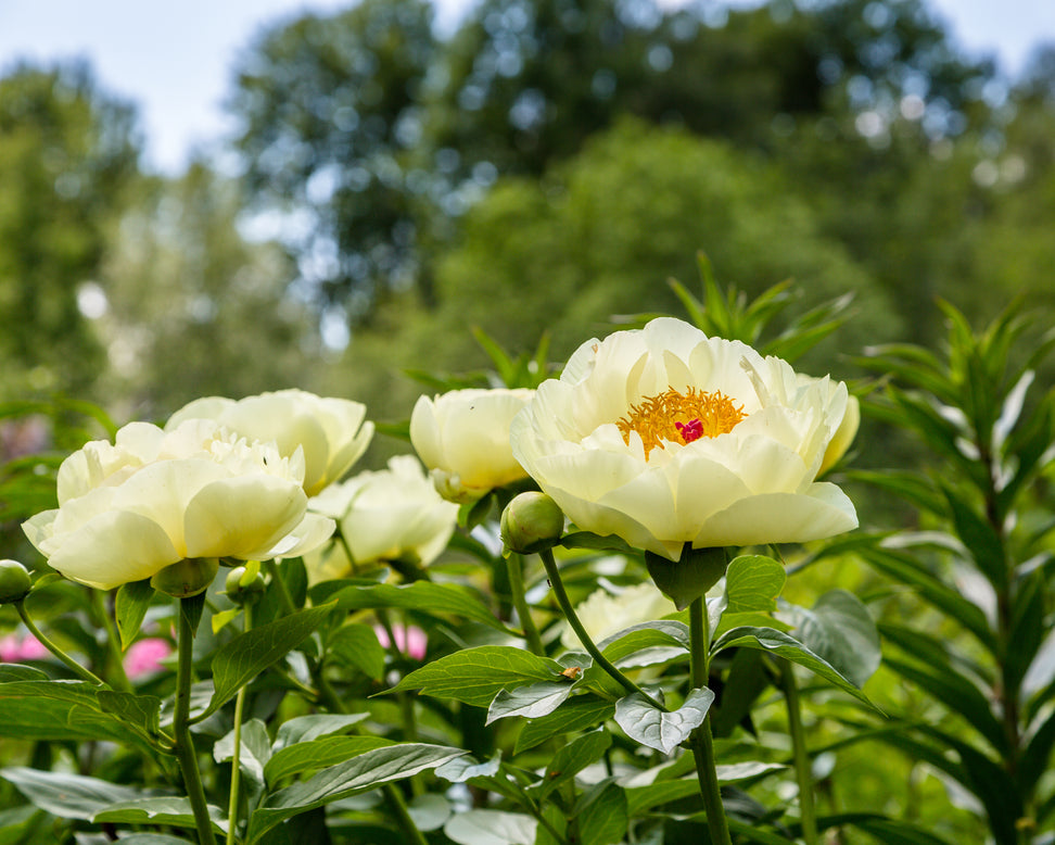 Paeonia 'Lemon Chiffon'