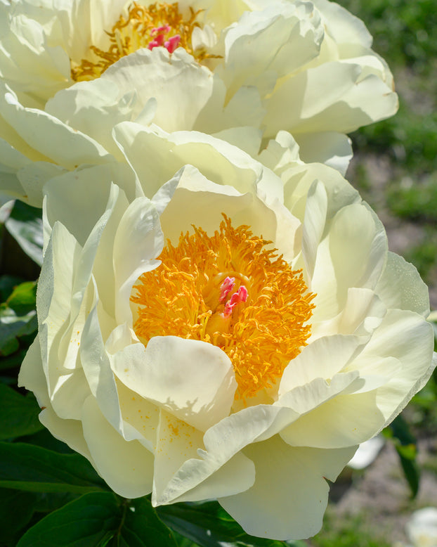 Paeonia 'Lemon Chiffon'