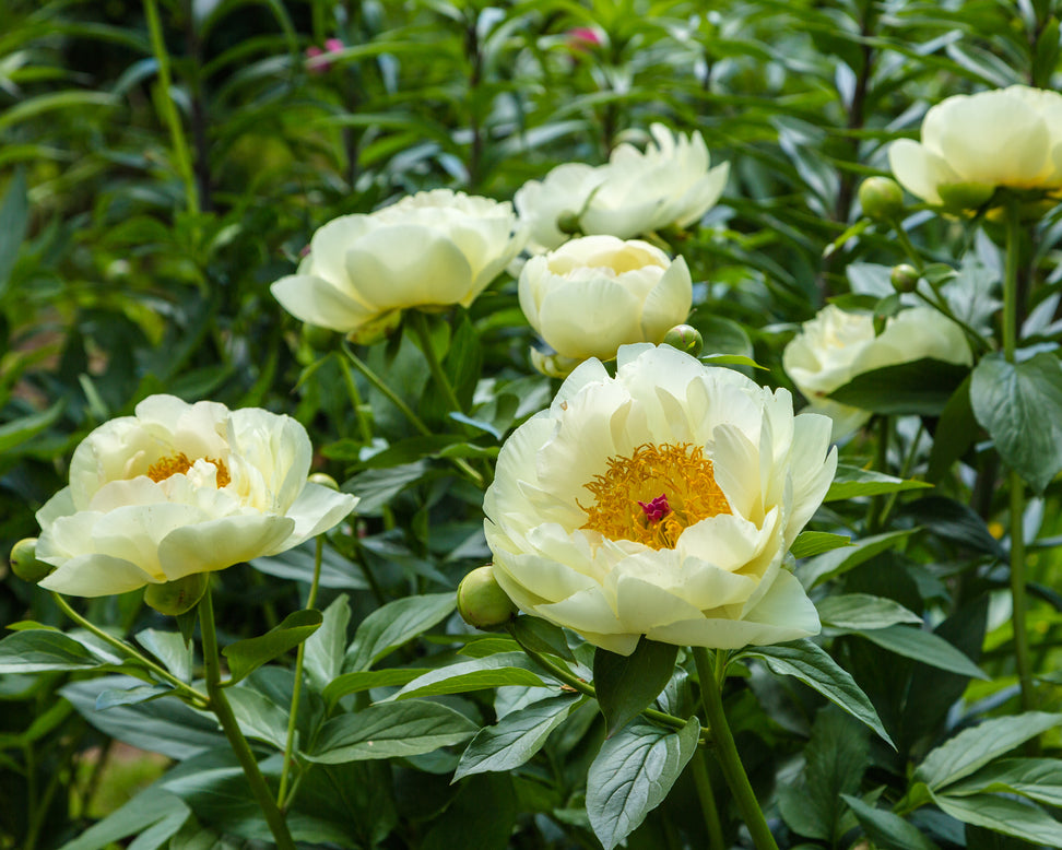 Paeonia 'Lemon Chiffon'