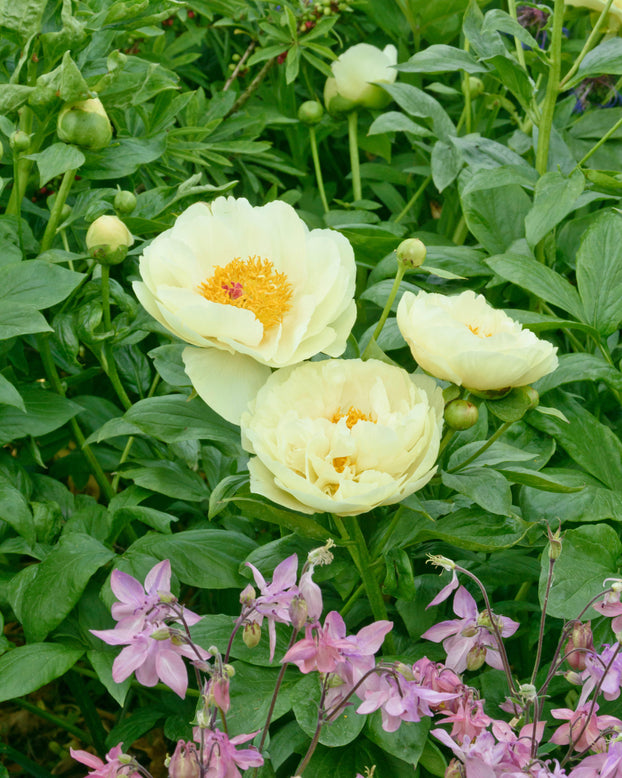 Paeonia 'Lemon Chiffon'