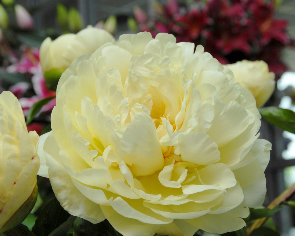 Paeonia 'Lemon Chiffon'