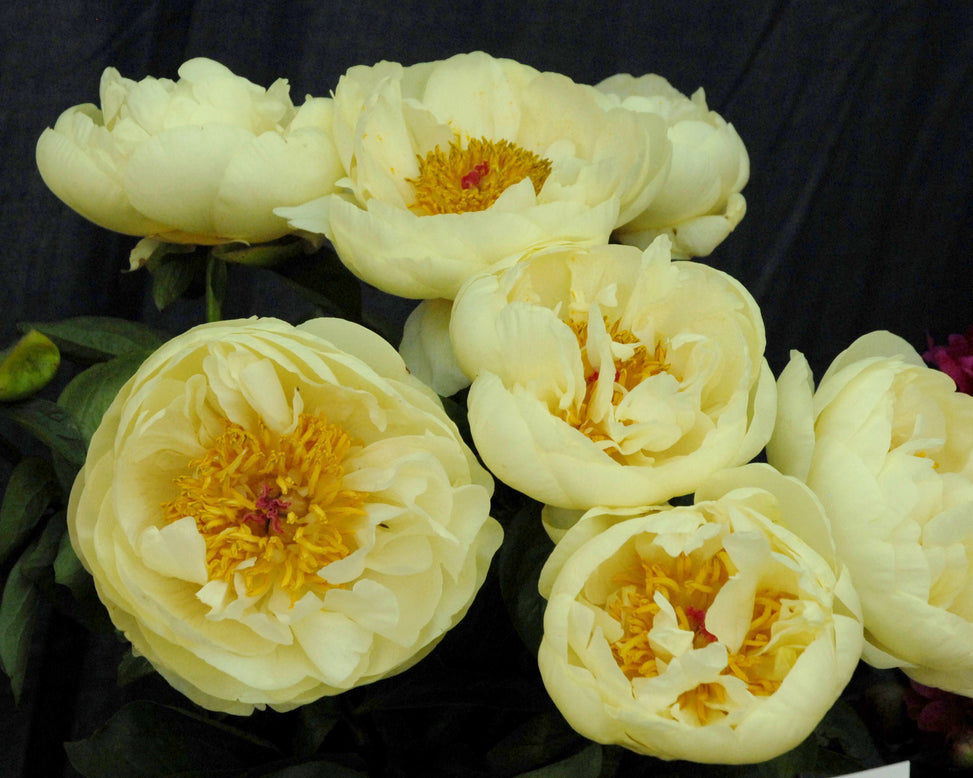 Paeonia 'Lemon Chiffon'