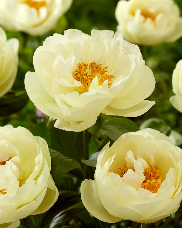 Paeonia 'Lemon Chiffon'