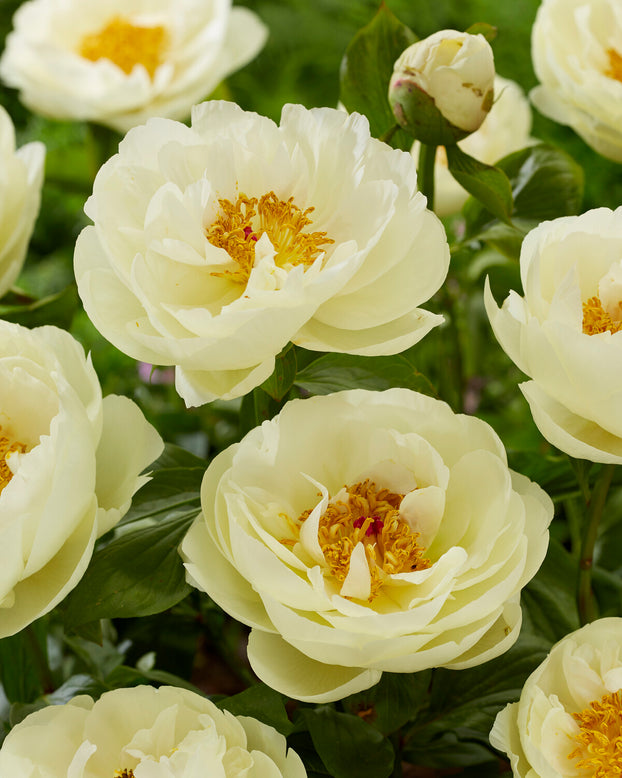 Paeonia 'Lemon Chiffon'