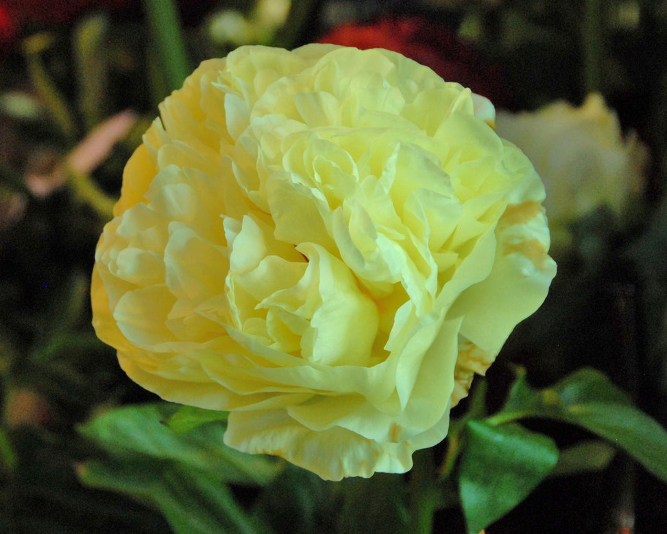 Paeonia 'Lemon Chiffon'