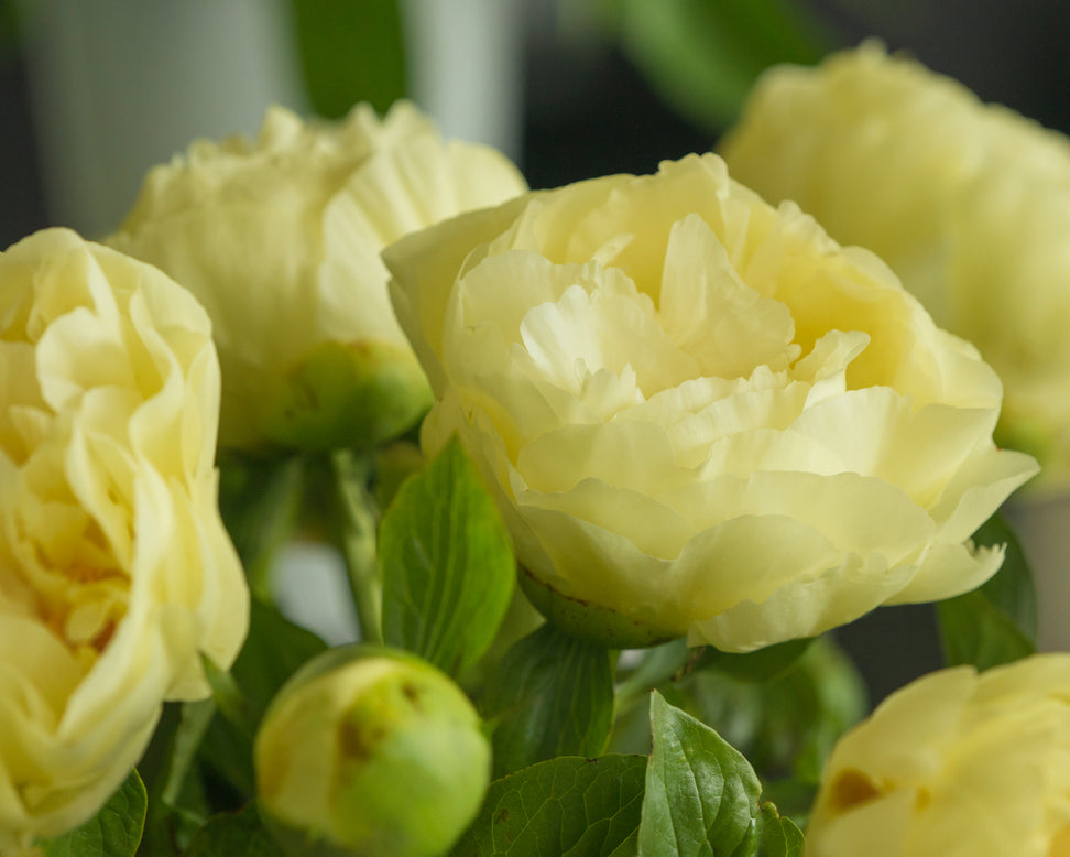 Paeonia 'Lemon Chiffon'