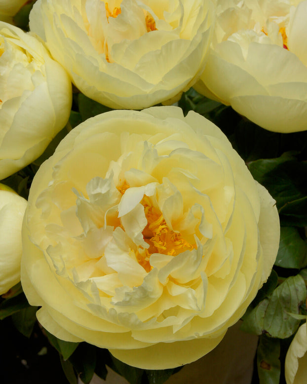 Paeonia 'Lemon Chiffon'