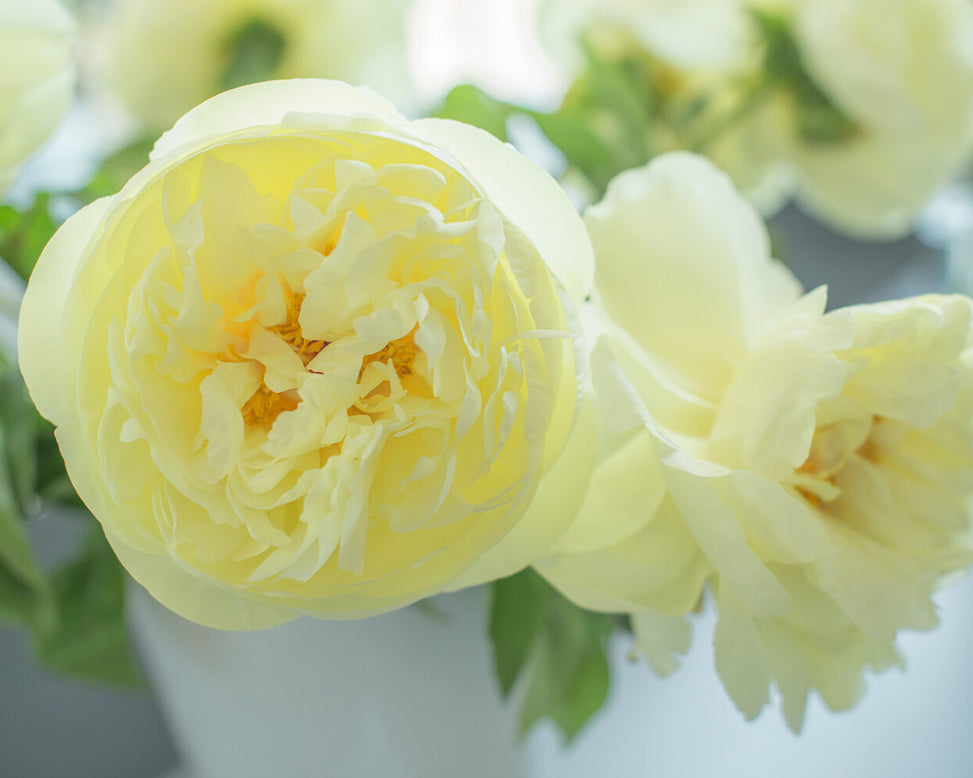 Paeonia 'Lemon Chiffon'