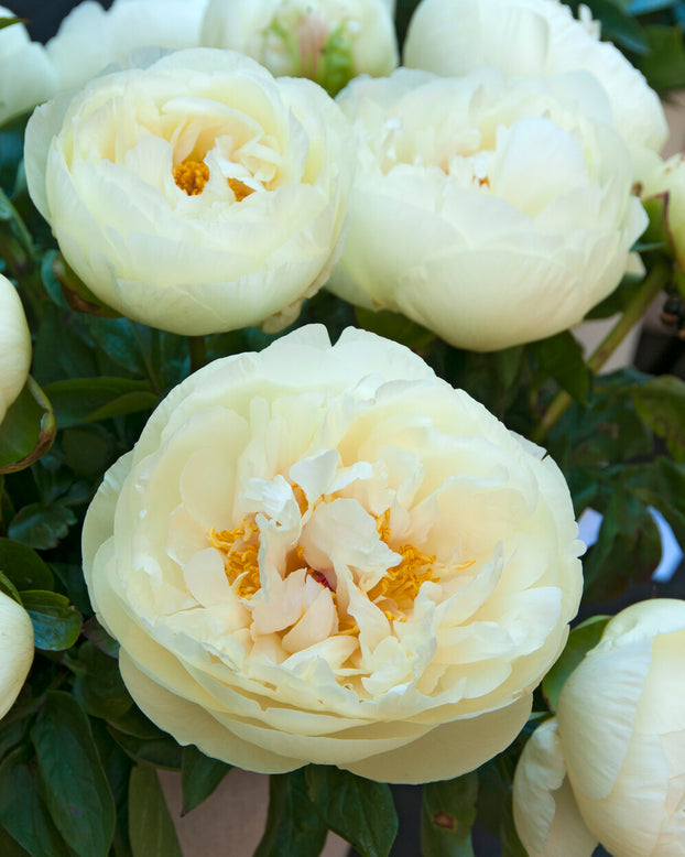 Paeonia 'Lemon Chiffon'