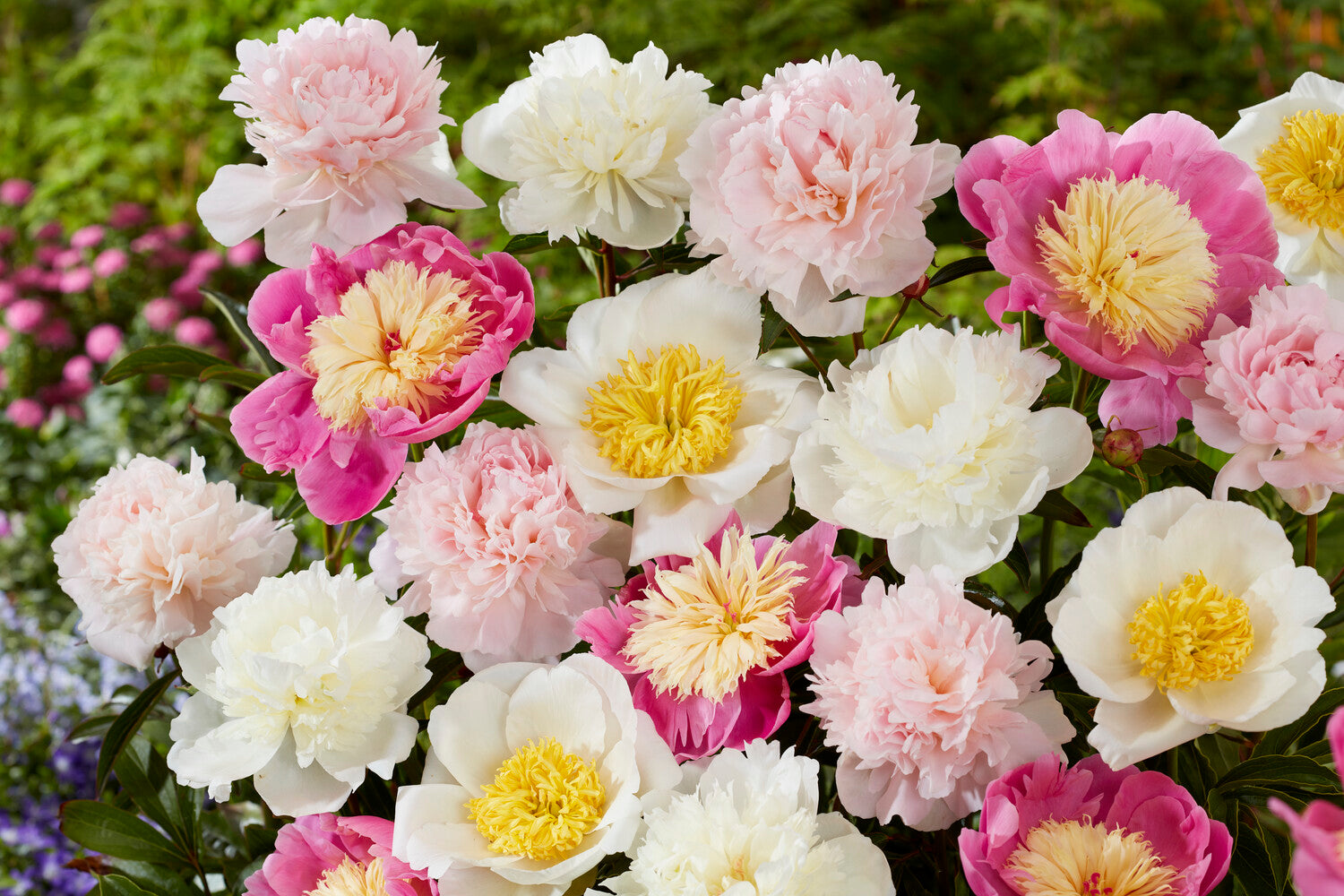 Peony collection 'Petal Parade' bare roots — Buy mixed peonies online ...