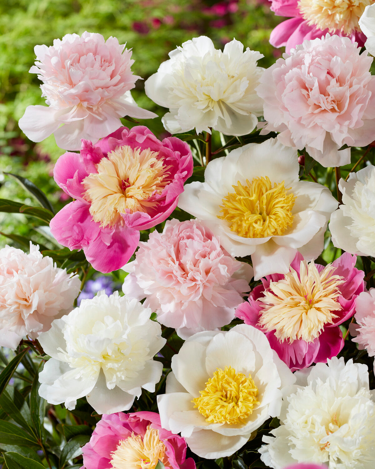 Peony collection 'Petal Parade' bare roots — Buy mixed peonies online ...