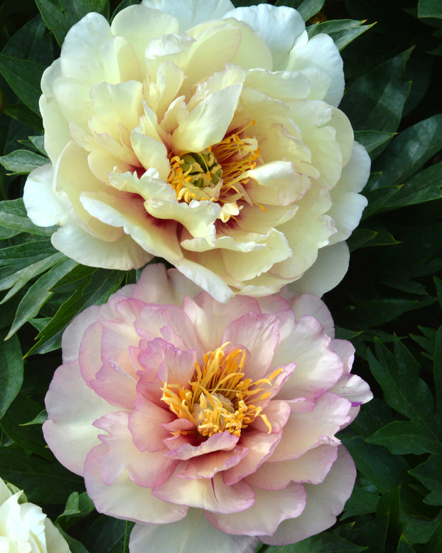 Paeonia 'Scrumdiddlyumptious'