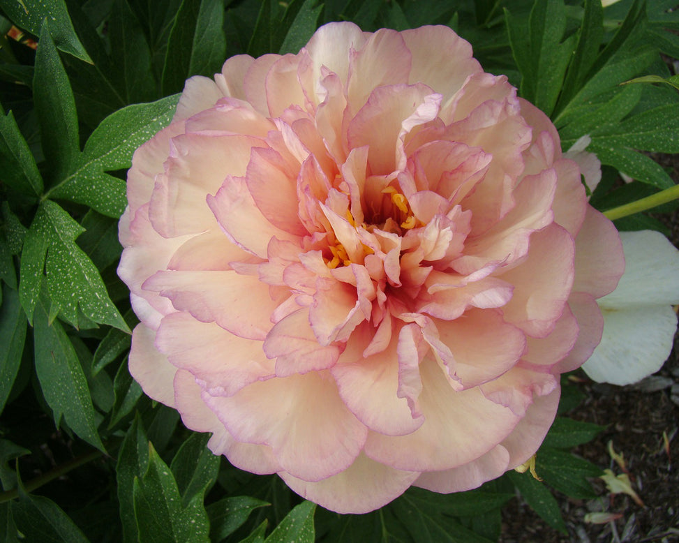 Paeonia 'Scrumdiddlyumptious'