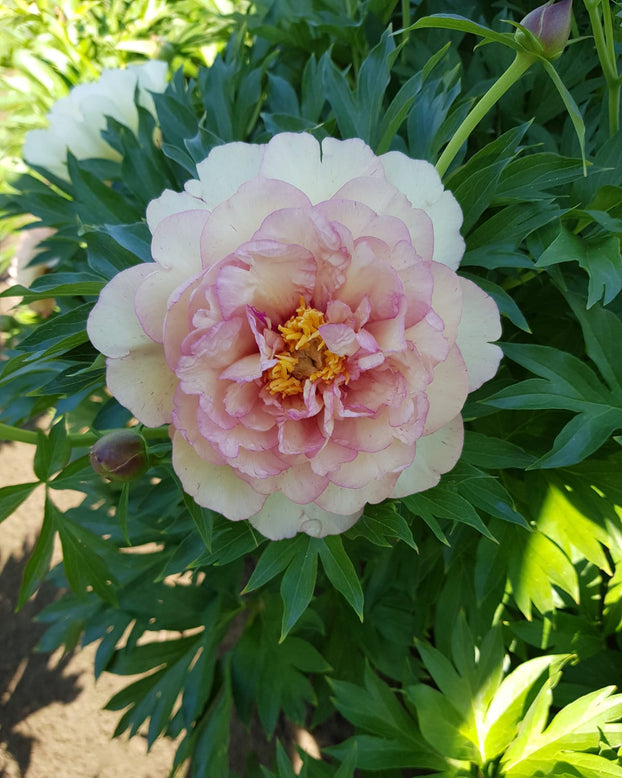 Paeonia 'Scrumdiddlyumptious'