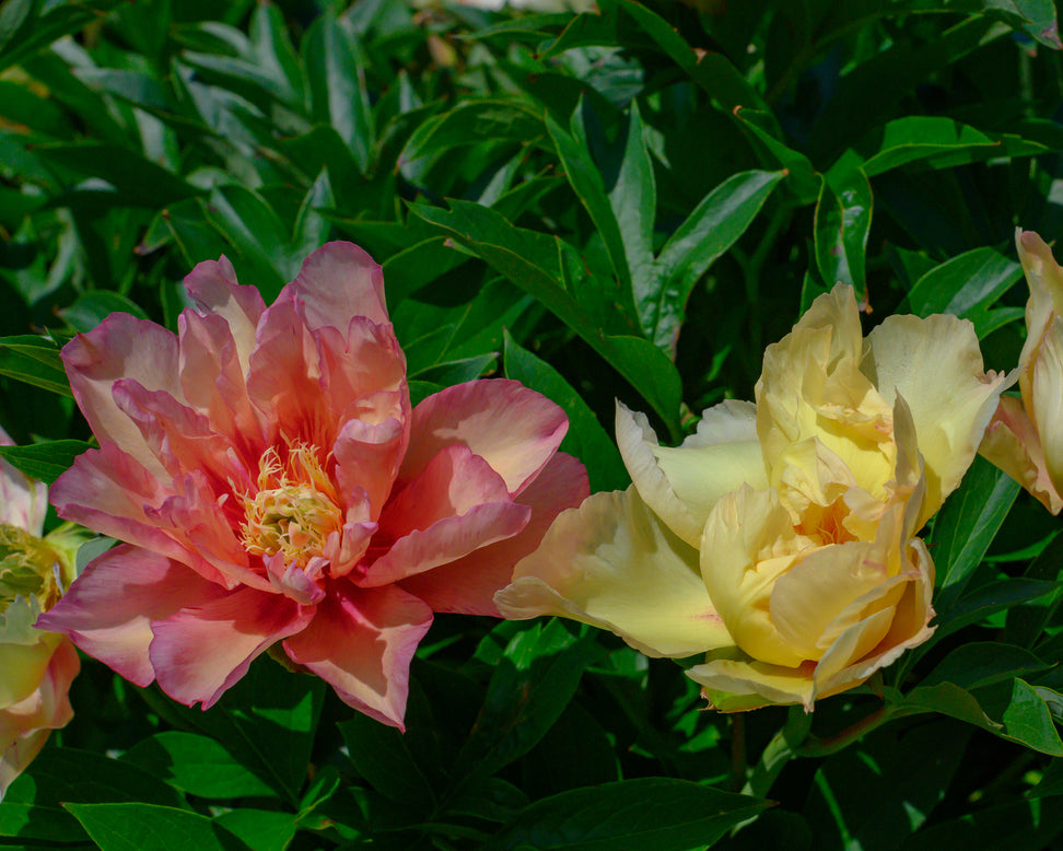 Paeonia 'Scrumdiddlyumptious'