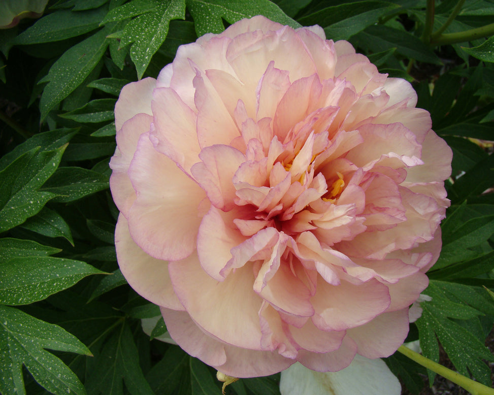 Paeonia 'Scrumdiddlyumptious'