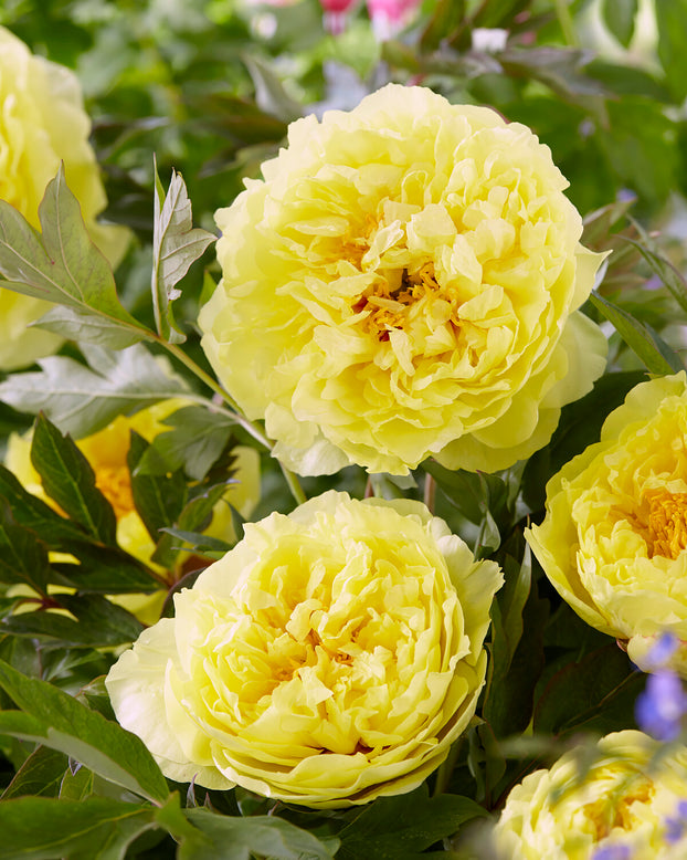 Paeonia 'Sonoma Halo'