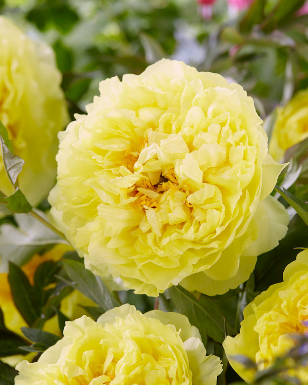 Paeonia 'Sonoma Halo'