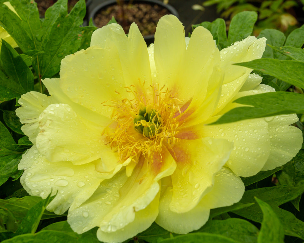 Paeonia 'Sonoma Halo'