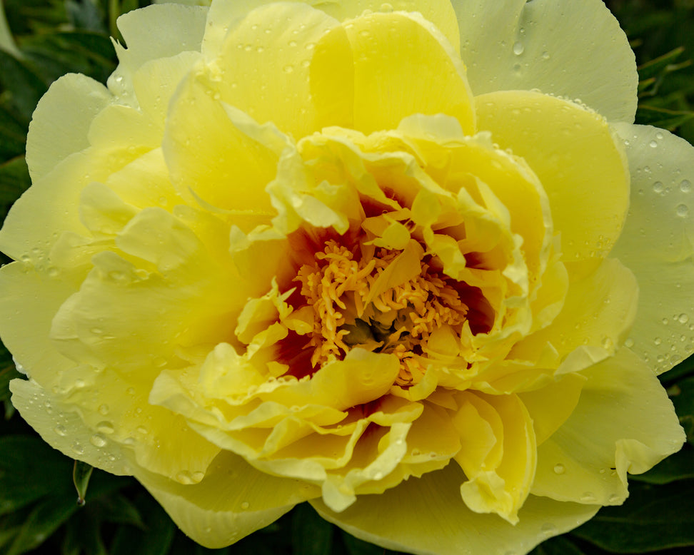 Paeonia 'Sonoma Halo'