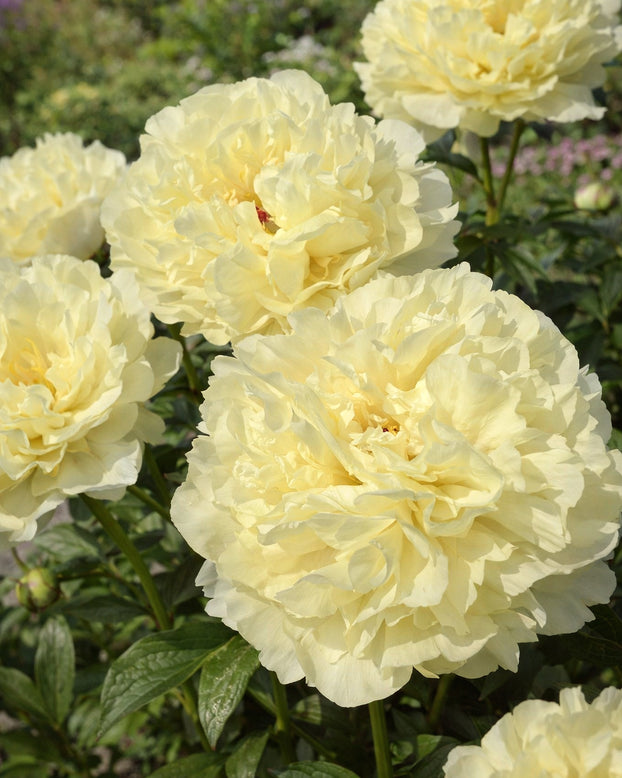 Paeonia 'Vanilla Schnapps'