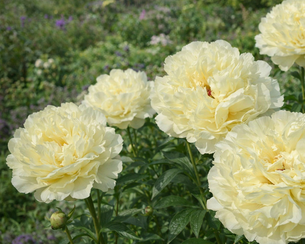 Paeonia 'Vanilla Schnapps'