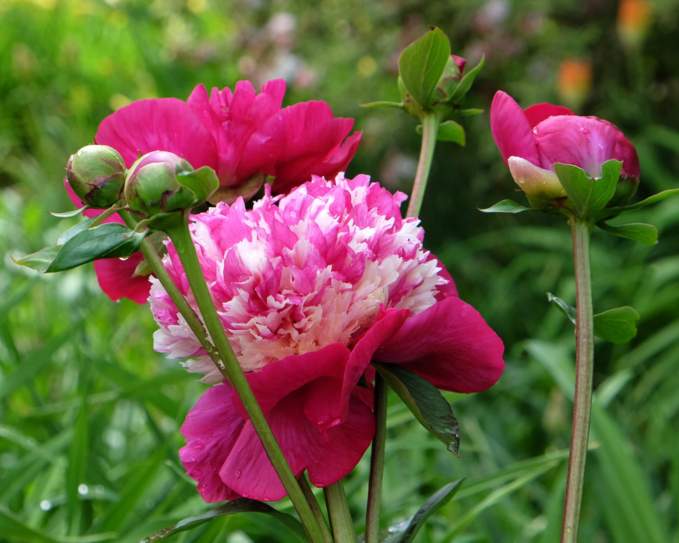 Paeonia 'White Cap'