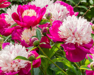 Paeonia 'White Cap'