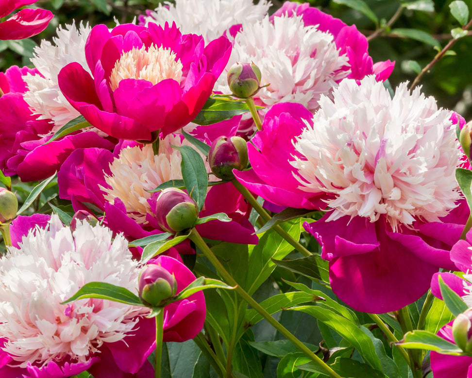 Paeonia 'White Cap'