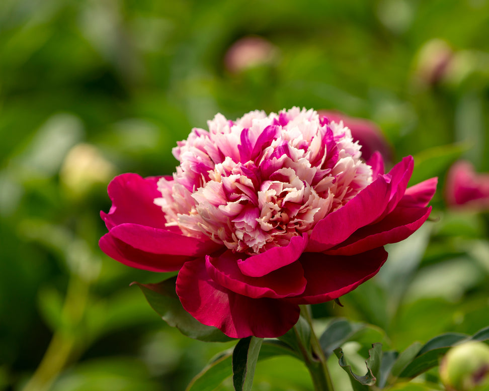 Paeonia 'White Cap'