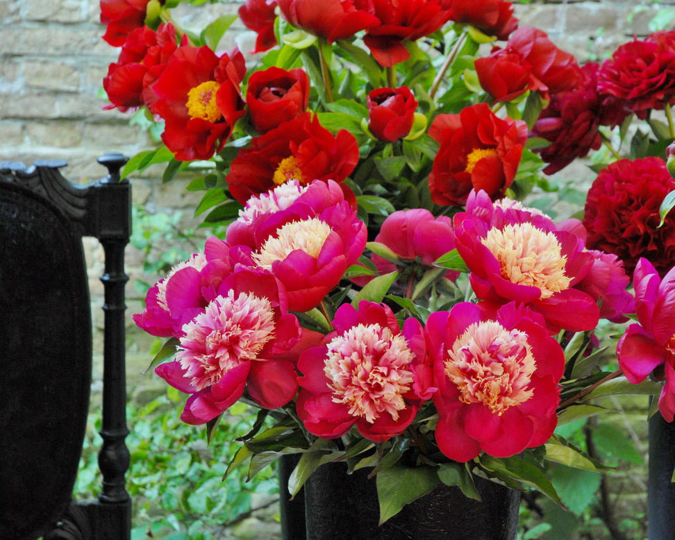 Paeonia 'White Cap'