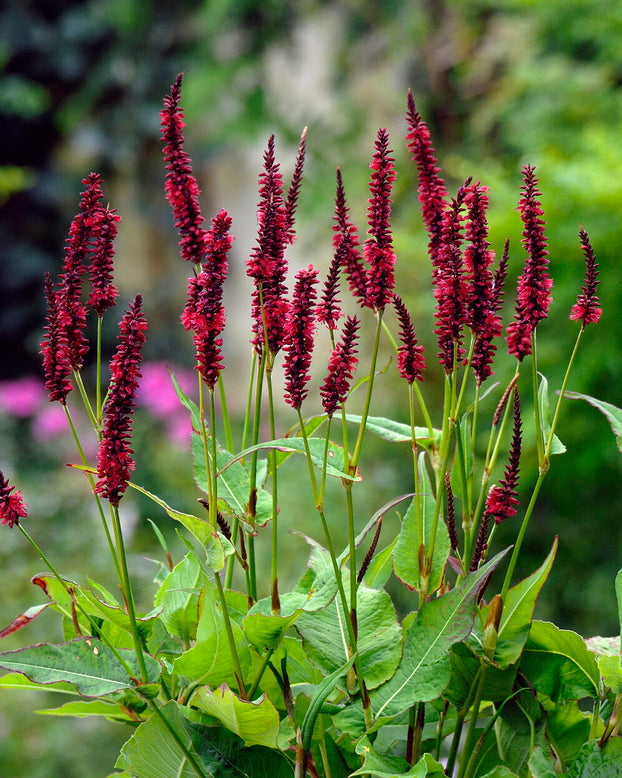 Persicaria 'Blackfield'